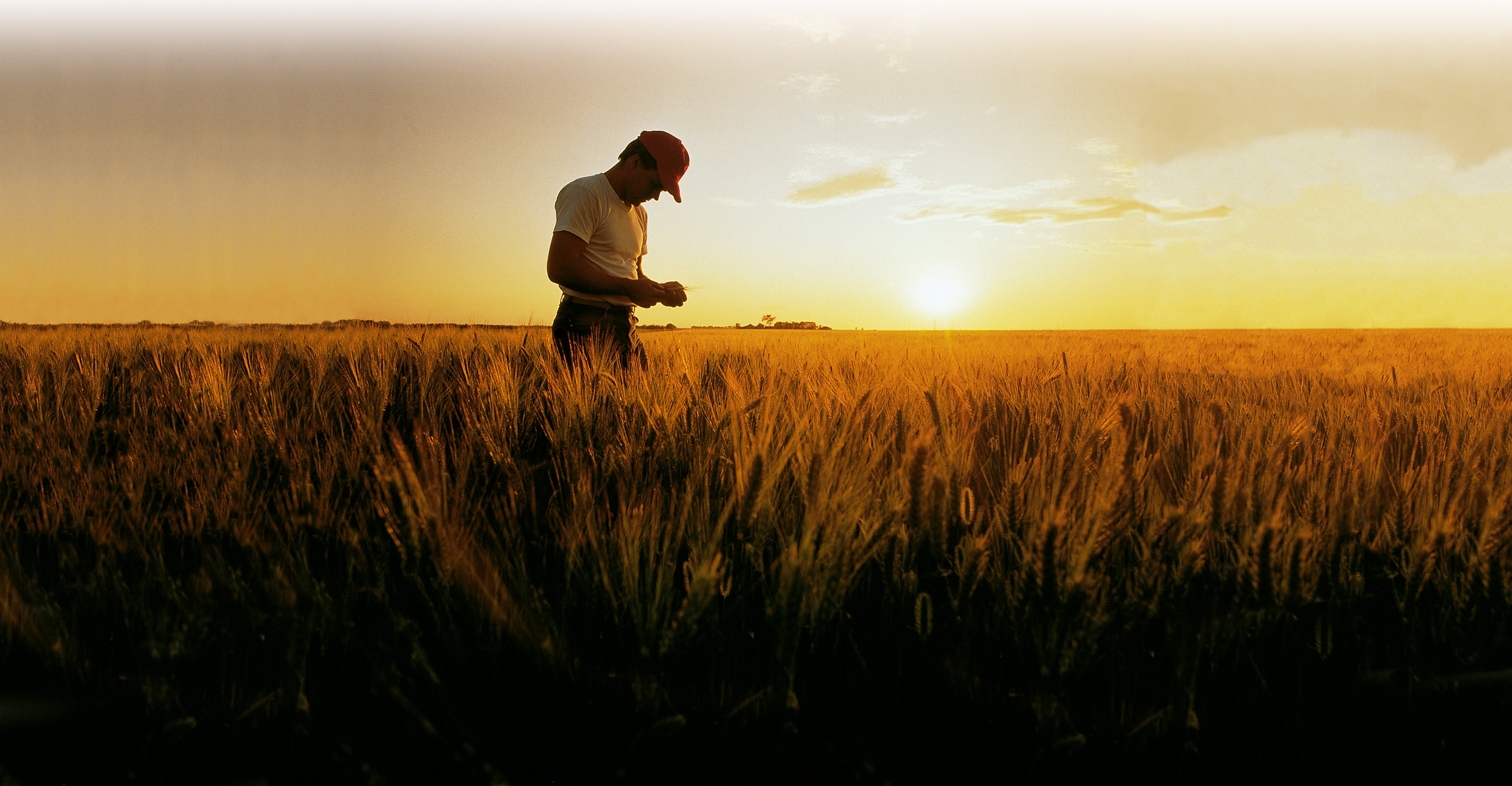 farmer standing in wheat field at sunset
